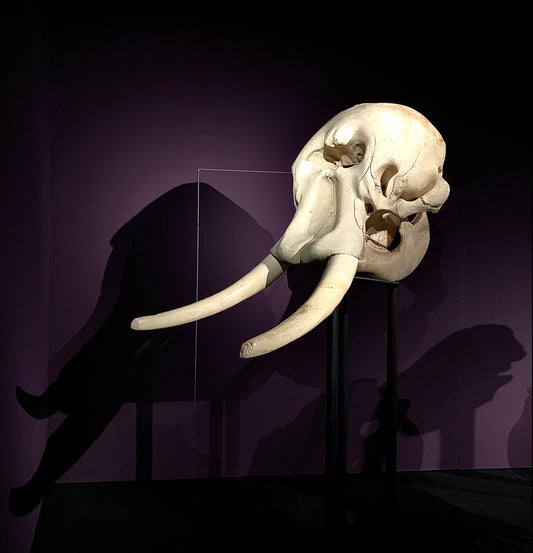 Elephant skull with ivory tusks